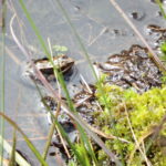 frog in rewet peatbog