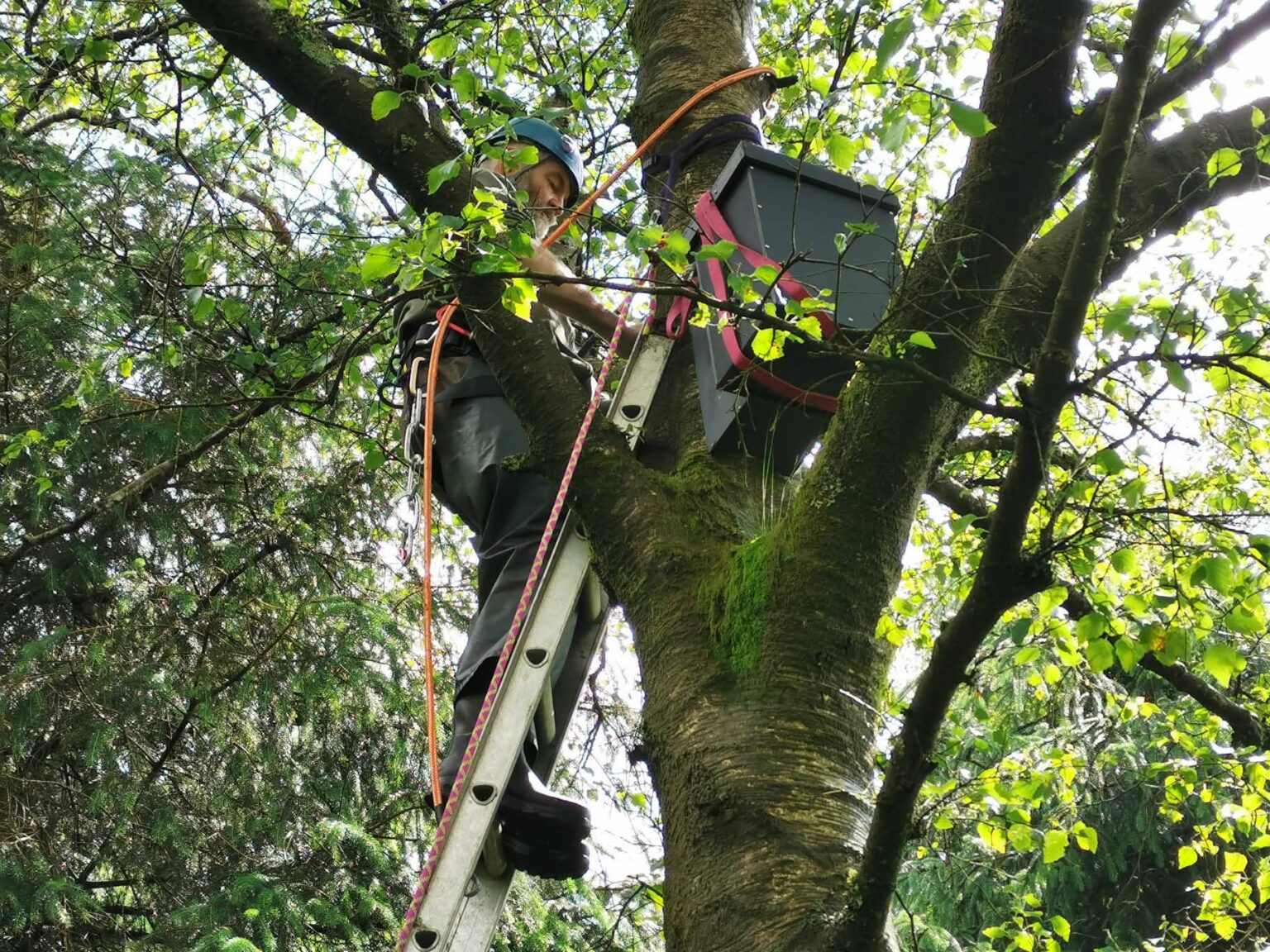 Den Box The return of the missing marten | Biosphere Atmosphere Group